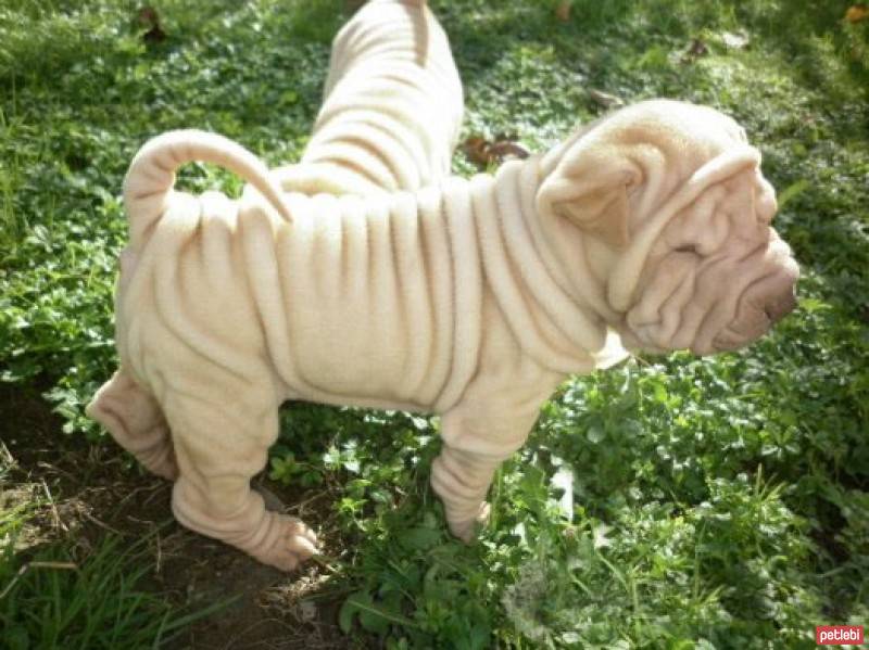 Çin Shar Pei, Köpek  Albay fotoğrafı