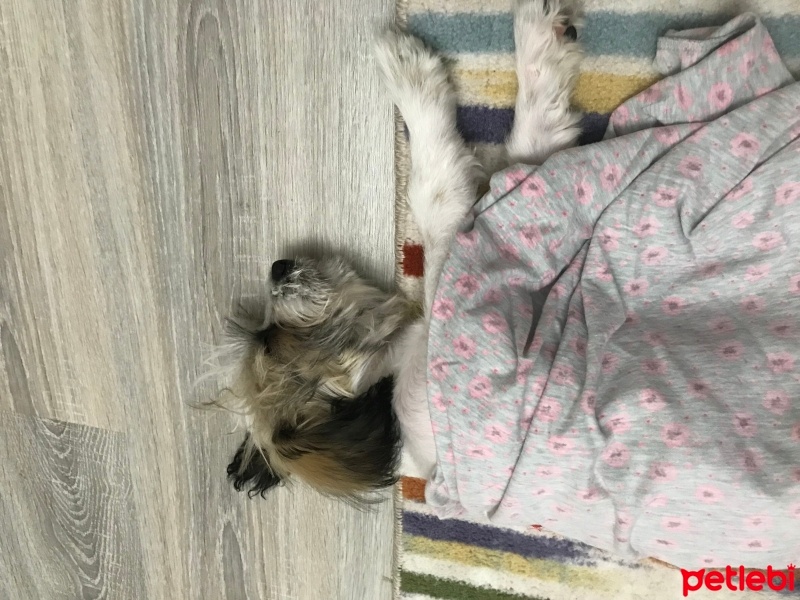 Maltese, Köpek  Bella fotoğrafı
