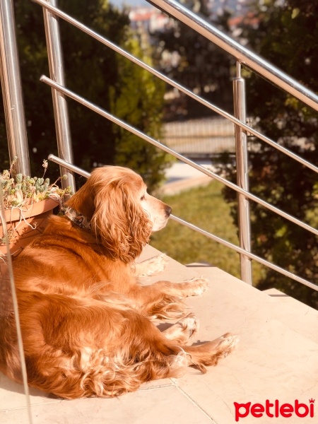 Amerikan Cocker Spaniel, Köpek  Shiva fotoğrafı