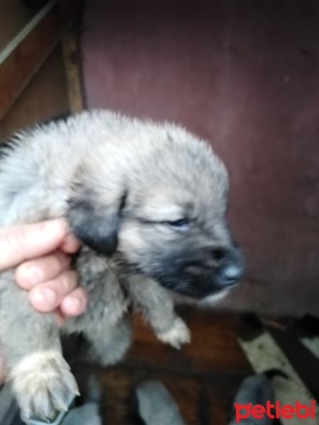 Kangal, Köpek  Pençe fotoğrafı
