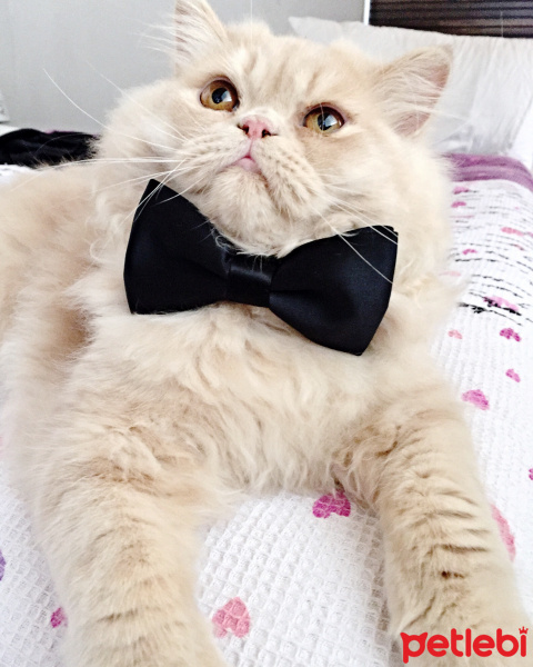 Chinchilla, Kedi  Leon fotoğrafı