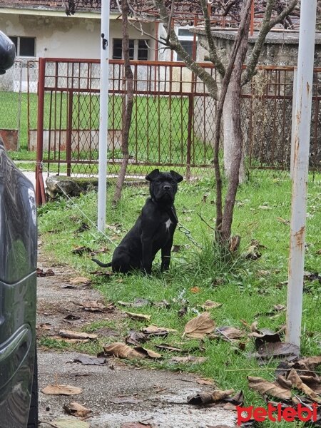 Cane Corso Italiano, Köpek  Zeytin fotoğrafı