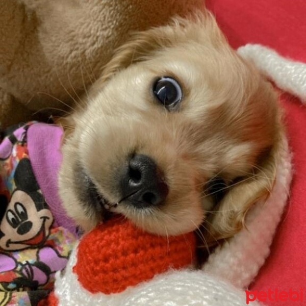 Amerikan Cocker Spaniel, Köpek  Bambi fotoğrafı