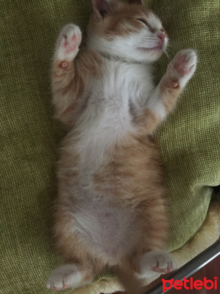 Van Kedisi, Kedi  ŞİLA fotoğrafı