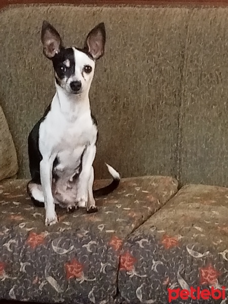 Minyatür Pinscher, Köpek  Maya fotoğrafı