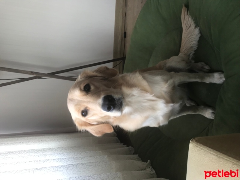 Golden Retriever, Köpek  Chily fotoğrafı