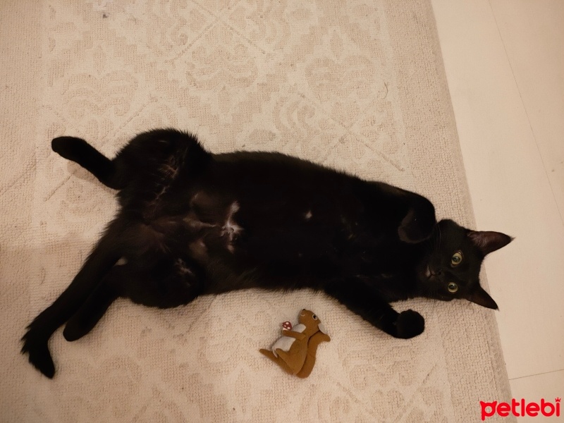 Tekir Kedi, Kedi  Ginger fotoğrafı