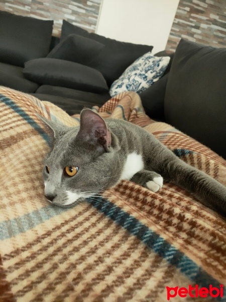 Tekir Kedi, Kedi  Odin fotoğrafı