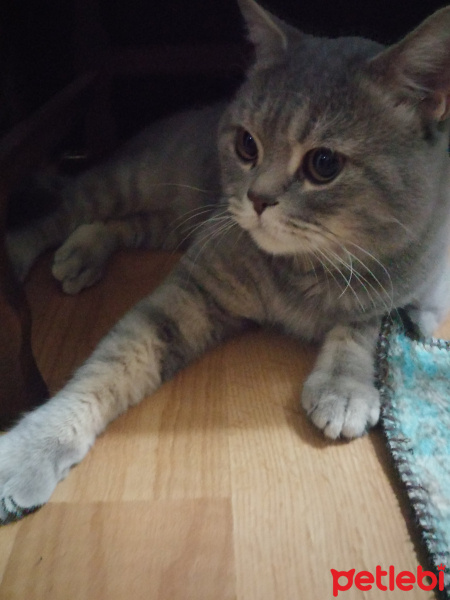 British Shorthair, Kedi  herkül fotoğrafı