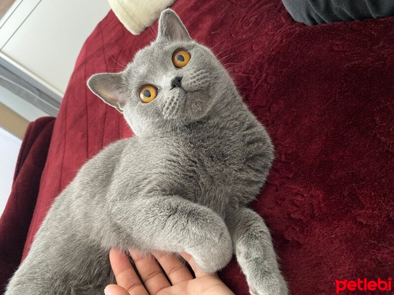 British Shorthair, Kedi  Gece fotoğrafı