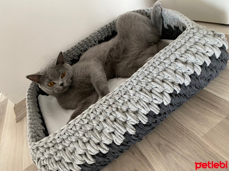 British Shorthair, Kedi  Gece fotoğrafı