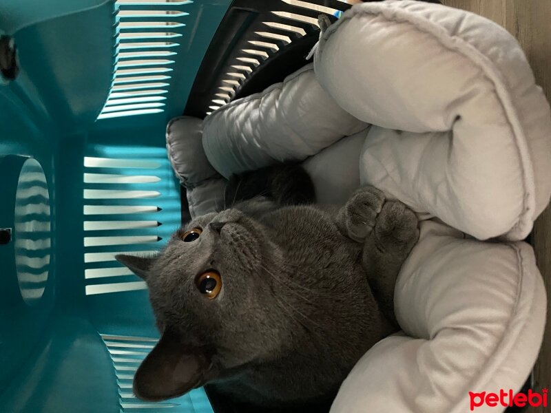 British Shorthair, Kedi  Gece fotoğrafı