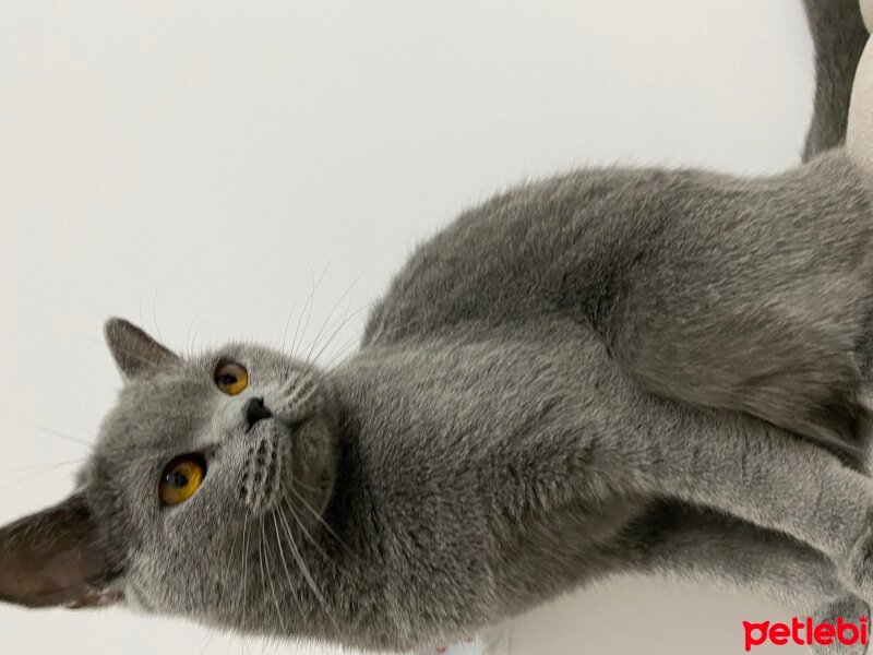 British Shorthair, Kedi  Gece fotoğrafı