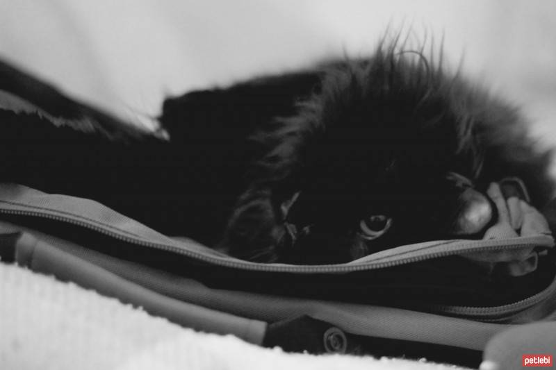 Norwegian Forest, Kedi  Koll fotoğrafı