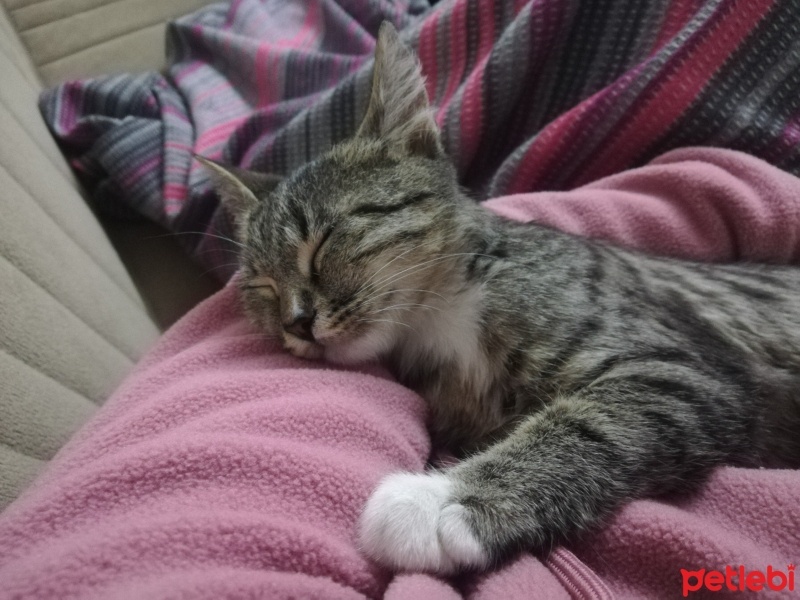 Tekir Kedi, Kedi  Fıstık fotoğrafı
