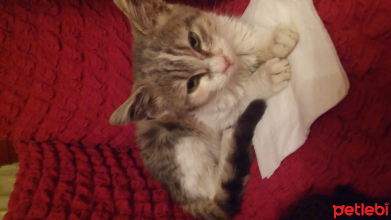 Tekir Kedi, Kedi  Bulut fotoğrafı
