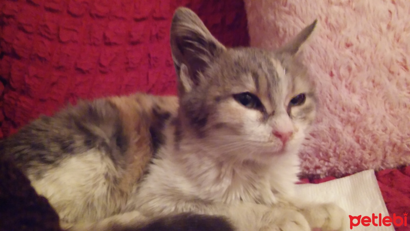 Tekir Kedi, Kedi  Bulut fotoğrafı