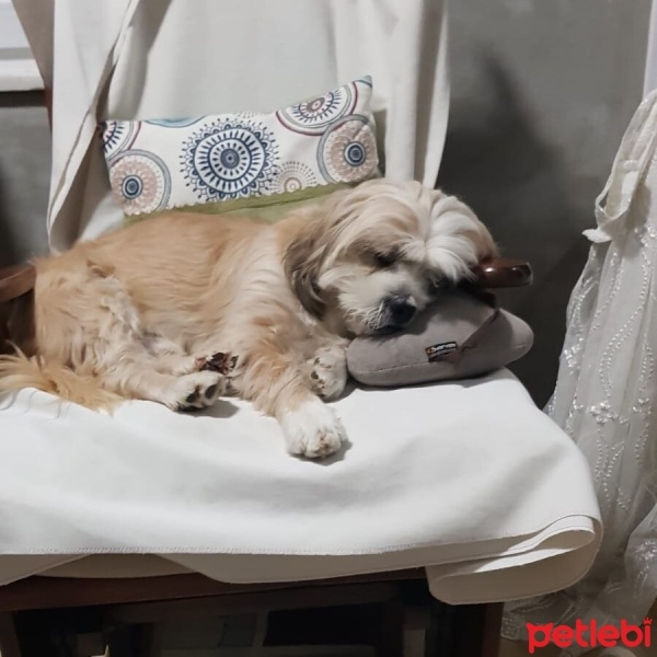 Shih Tzu, Köpek  Nesli fotoğrafı