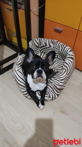 Fransız Bulldog, Köpek  Lola fotoğrafı