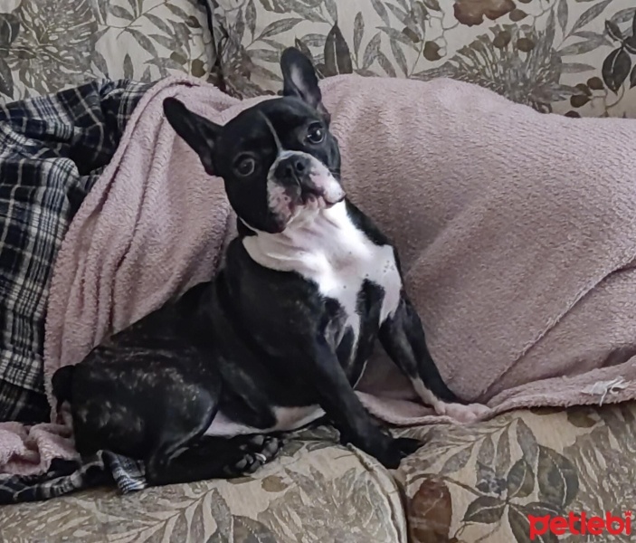 Fransız Bulldog, Köpek  Lola fotoğrafı