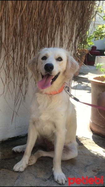 Golden Retriever, Köpek  Myndos fotoğrafı