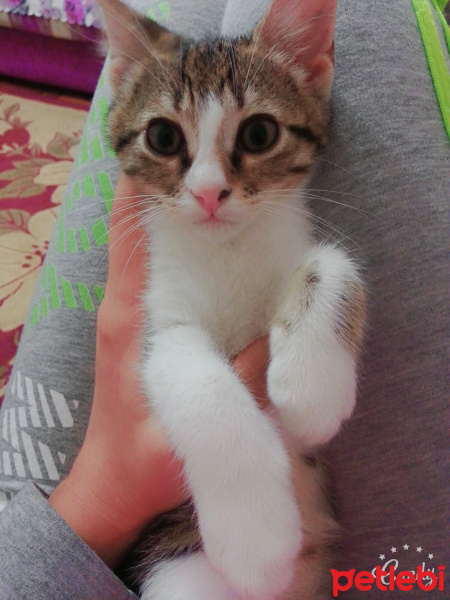 Ankara Kedisi, Kedi  boncuk fotoğrafı