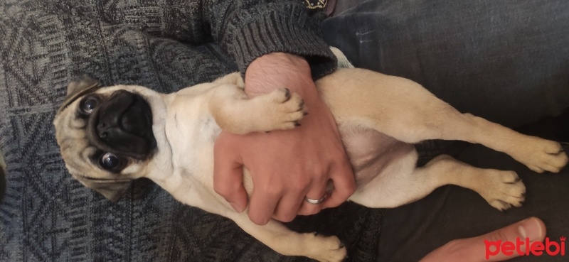 Pug, Köpek  Pakize fotoğrafı