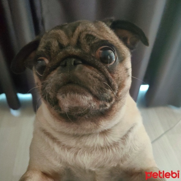 Pug, Köpek  Şans fotoğrafı