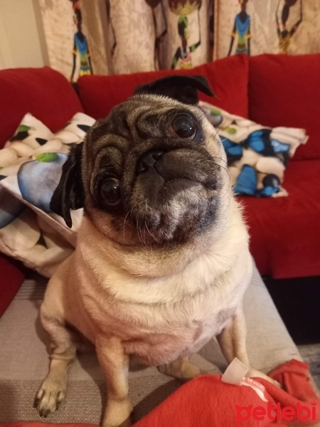 Pug, Köpek  Şans fotoğrafı