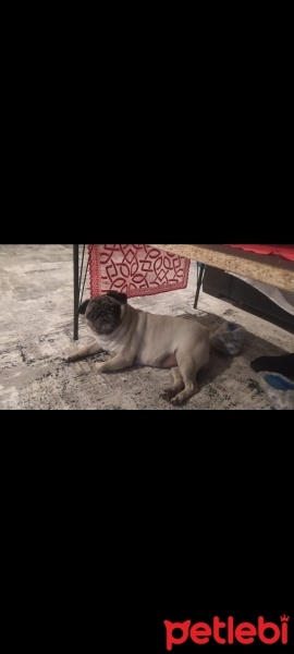 Pug, Köpek  Şans fotoğrafı