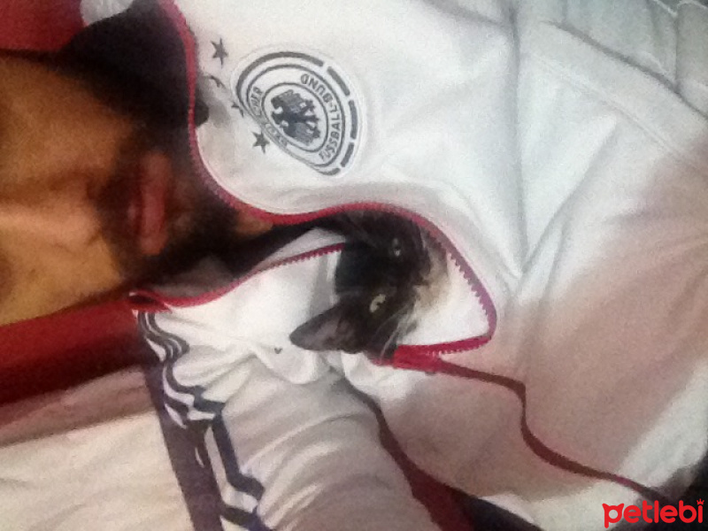 Tuxedo (Smokin) Kedi, Kedi  Zümrüt fotoğrafı