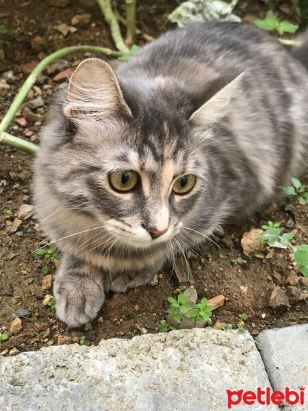 Maine Coon, Kedi  Nova fotoğrafı