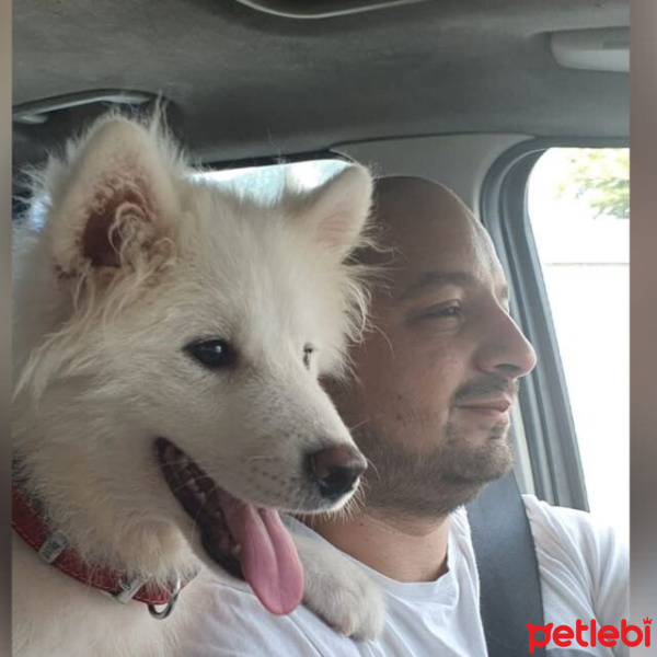 Samoyed, Köpek  Ice fotoğrafı