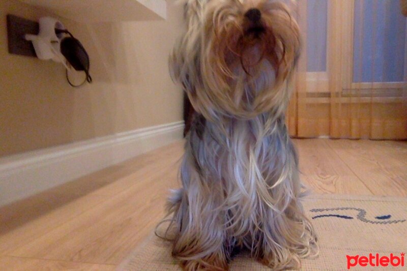 Yorkshire Terrier, Köpek  Pink fotoğrafı