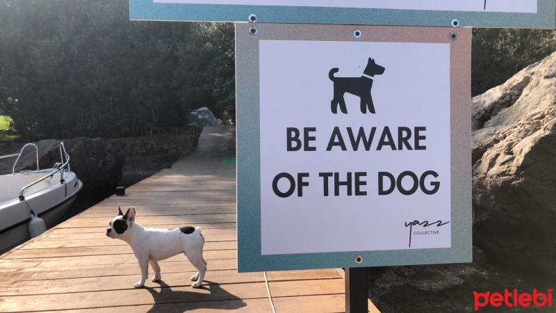 Fransız Bulldog, Köpek  yoda fotoğrafı