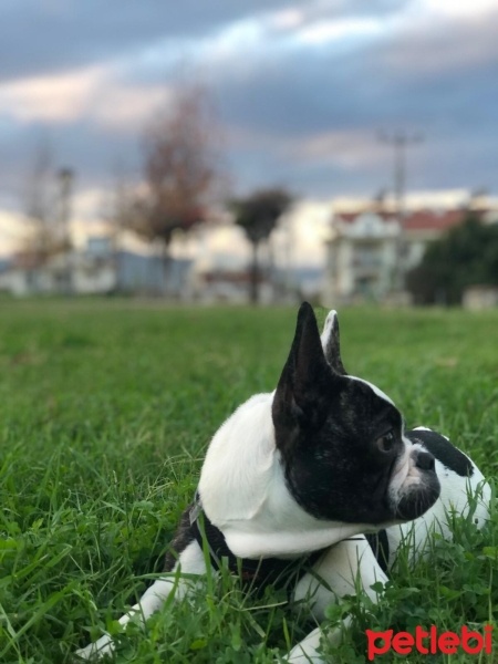 Fransız Bulldog, Köpek  yoda fotoğrafı