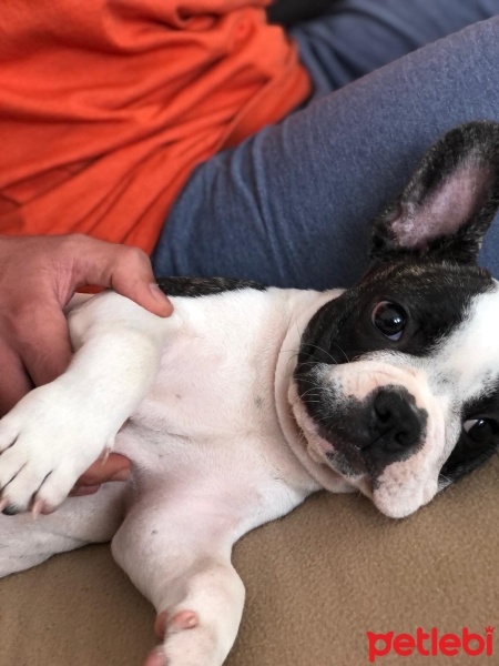 Fransız Bulldog, Köpek  yoda fotoğrafı