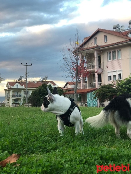 Fransız Bulldog, Köpek  yoda fotoğrafı