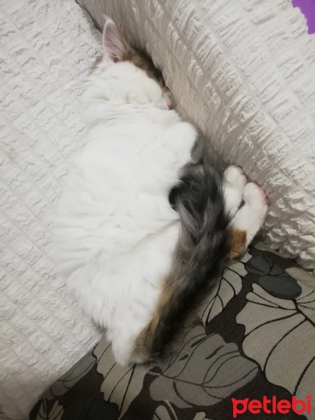 Ankara Kedisi, Kedi  Mey fotoğrafı