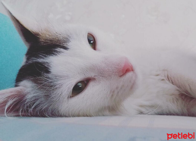 Tekir Kedi, Kedi  Hamur fotoğrafı