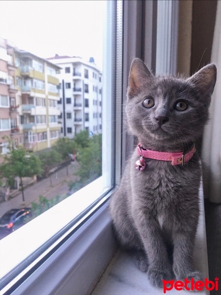 Mavi Rus, Kedi  Venüs fotoğrafı