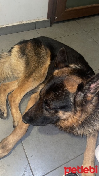 Alman Çoban Köpeği, Köpek  çaki fotoğrafı