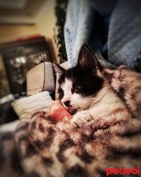 Tekir Kedi, Kedi  Zeytin fotoğrafı