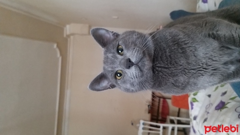 Mavi Rus, Kedi  DUMAN fotoğrafı