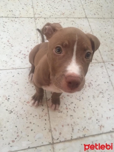 Amerikan Staffordshire Terrier, Köpek  Anna fotoğrafı