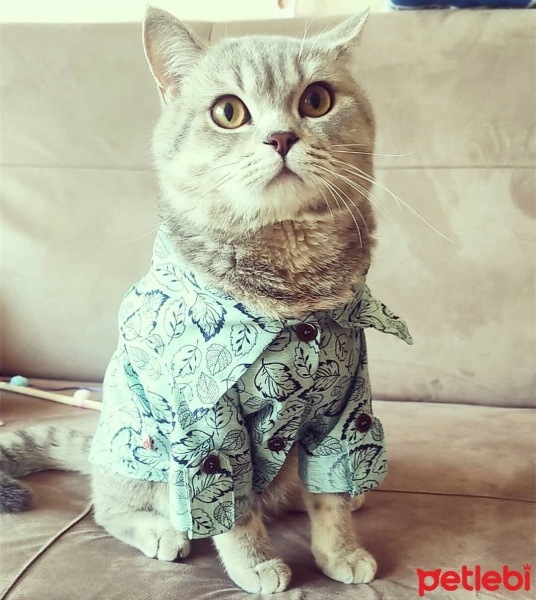 British Shorthair, Kedi  oscar fotoğrafı