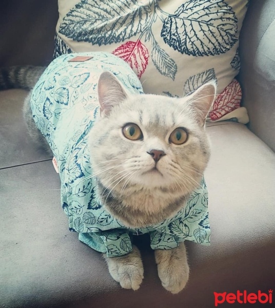 British Shorthair, Kedi  oscar fotoğrafı