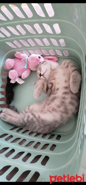 British Shorthair, Kedi  oscar fotoğrafı