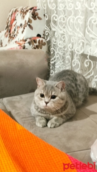 British Shorthair, Kedi  oscar fotoğrafı