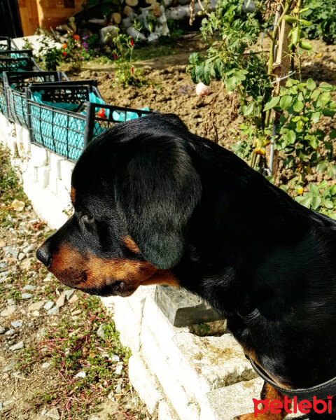 Rottweiler, Köpek  alex fotoğrafı